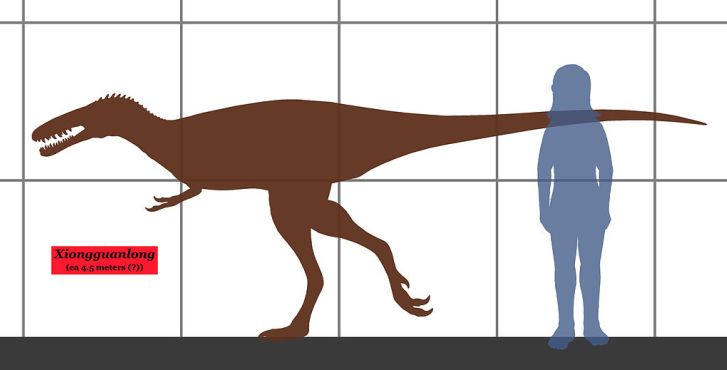 Xiongguanlong patřil ke středně velkým tyranosauroidům, z velikostního hlediska vlastně k jakémusi přechodnému stadiu mezi drobnými bazálními tyranosauroidy z jury a rané křídy a gigantickými tyranosauridy z konce křídové periody. Kredit: Conty, Wiki