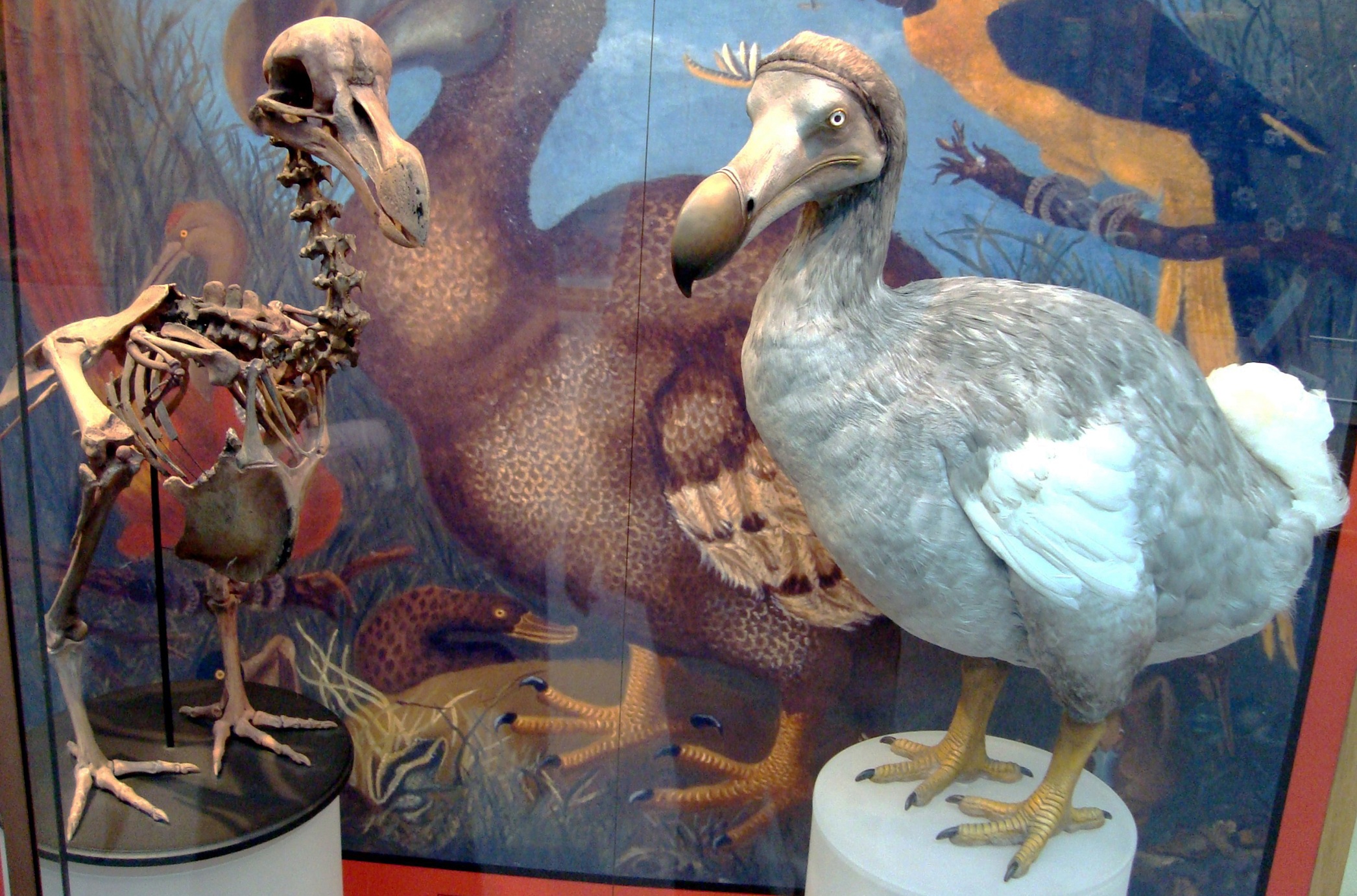 Kostra dronta mauricijského a rekonstrukce jeho pravděpodobné podoby. Kredit: BazzaDaRambler – Oxford University Museum of Natural History. CC BY 2.0