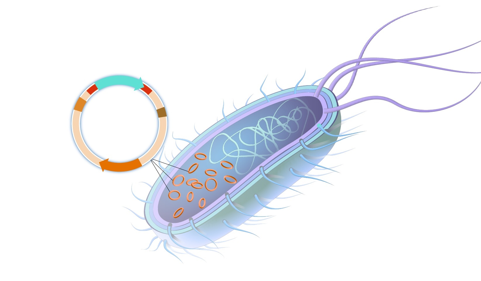 Pro ilustraci, plazmidy běžné velikosti. Kredit: National Human Genome Research Institute (NHGRI).