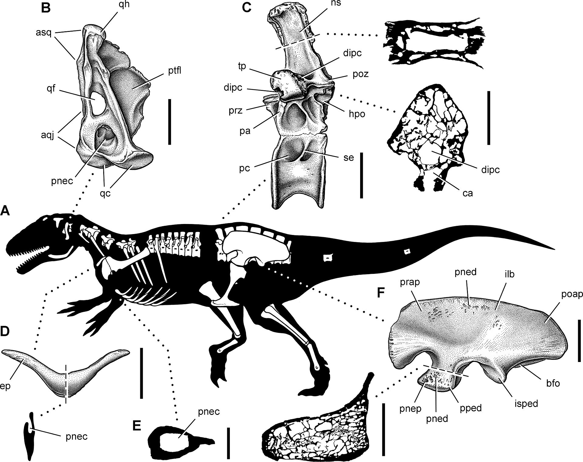 Skeletární diagram a některé z dochovaných pneumatizovaných kostí argentinského megaraptorida druhu Aerosteon riocoloradense. Tento asi tunu vážící teropod zřejmě disponoval respiračním systémem podobným tomu, který známe u současných ptáků. Kredit: 