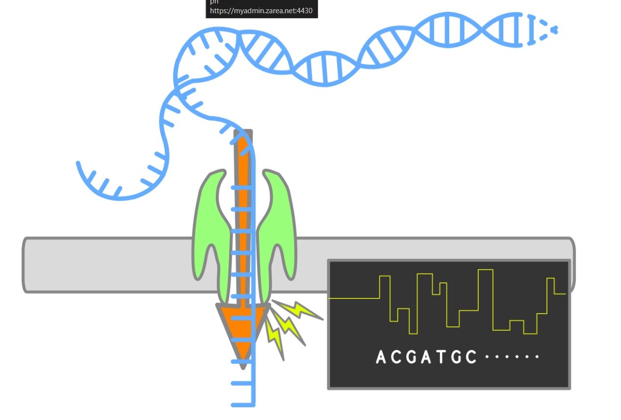 Princíp nanopórového sekvenovania spočíva v meraní zmeny elektrického prúdu počas prechodu reťazca  nukleovej kyseliny nanopórom polymérovej membrány. Kredit: DataBase Center for Life Science , CC BY 4.0
