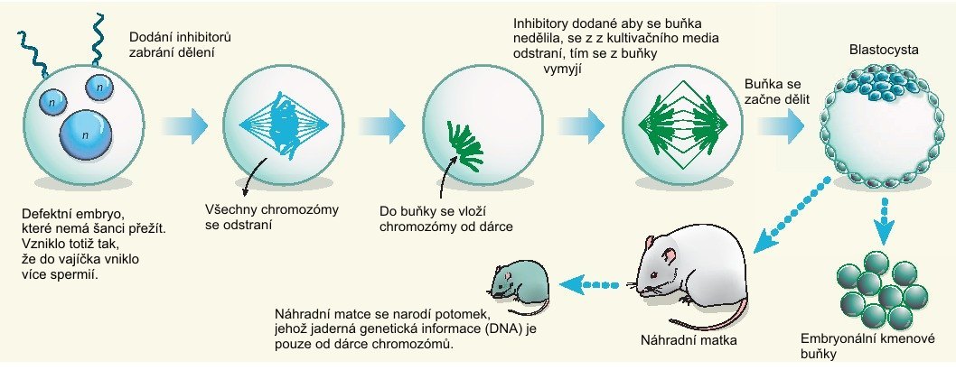 Schéma postupu získání embryonálních kmenových buněk 