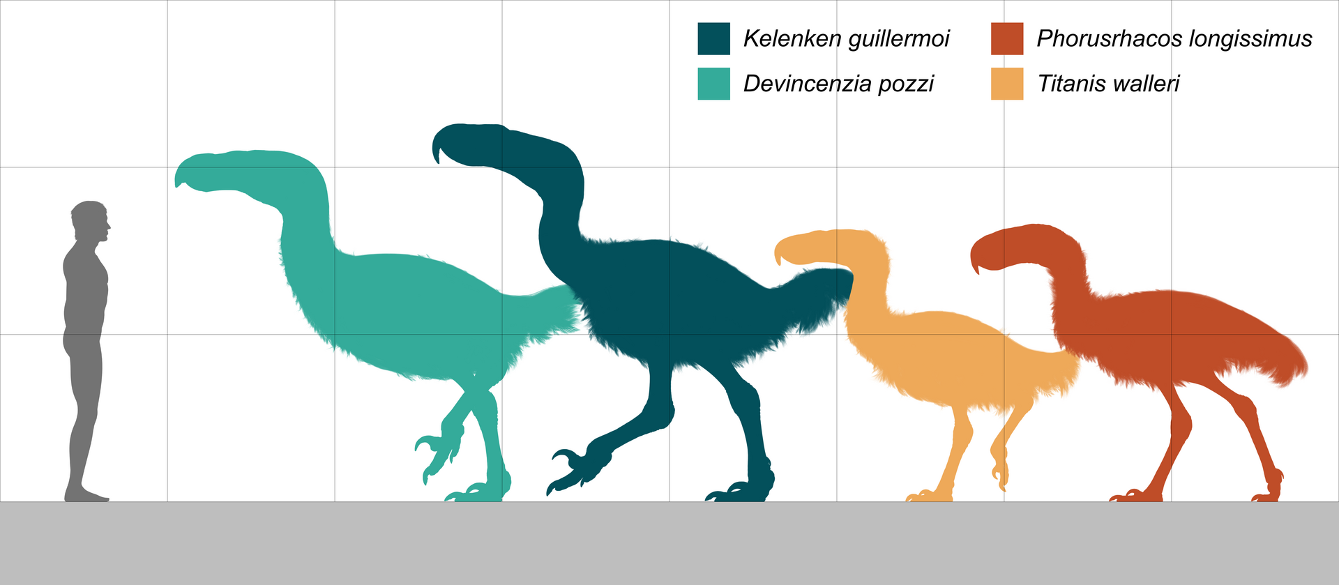 Čtyři velcí zástupci čeledi Phorusrhacidae ve velikostním porovnání s dospělým člověkem. Tito vyhynulí draví ptáci byli aktivními a velmi úspěšnými predátory, lovícími především soudobé savce menší a střední velikosti. Největší z nich možná dosahoval