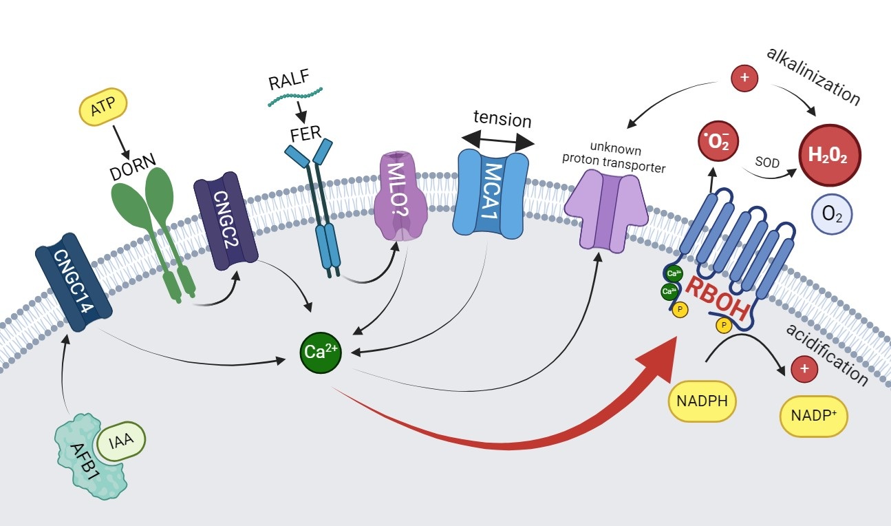 Schéma ukazuje jak se řada signálních drah propojuje na NADPH oxidázách (RBOH), jak jsme jej popsali v článku (Kulich et al., 2026). Pro zajímavost, ATP je indukce žvýkáním nebo okusem, IAA je auxin a reakce na gravitaci, MCA1 je reakce na natažen