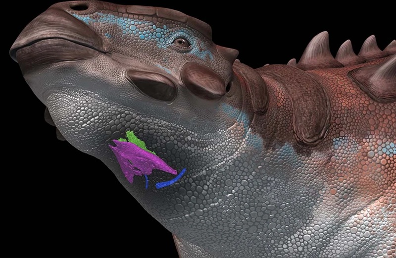Znázornění hrtanových chrupavek u mongolského ankylosaurida druhu Pinacosaurus grangeri – krikoidní (fialová), arytenoidní (zelená) a ceratobranchiální (modrá). Kredit: Communications Biology; Tatsuya Shinmura (CC BY 4.0)