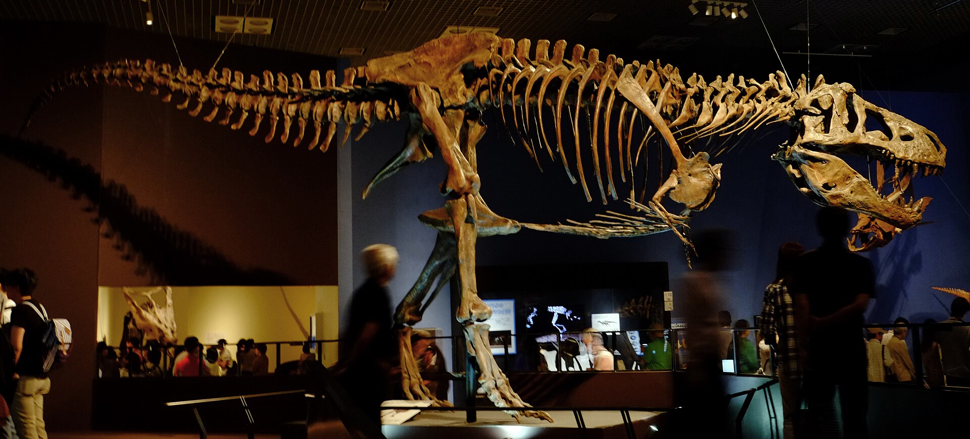 Kostra obřího jedince druhu Tyrannosaurus rex, známá jako „Scotty“ (RSKM P2523.8). Tento kolosální teropod měřil na délku až 13 metrů a vážil podstatně víc než dospělý samec slona afrického. Kredit: ?Kumiko?; Wikimedia Commons (CC BY-SA 2.0)