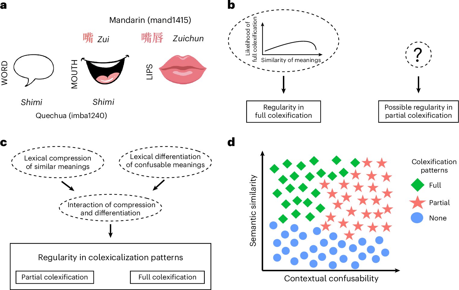 Kolexifikace. Kredit: Brochhagen et al. (2026), Nature Human Behaviour.