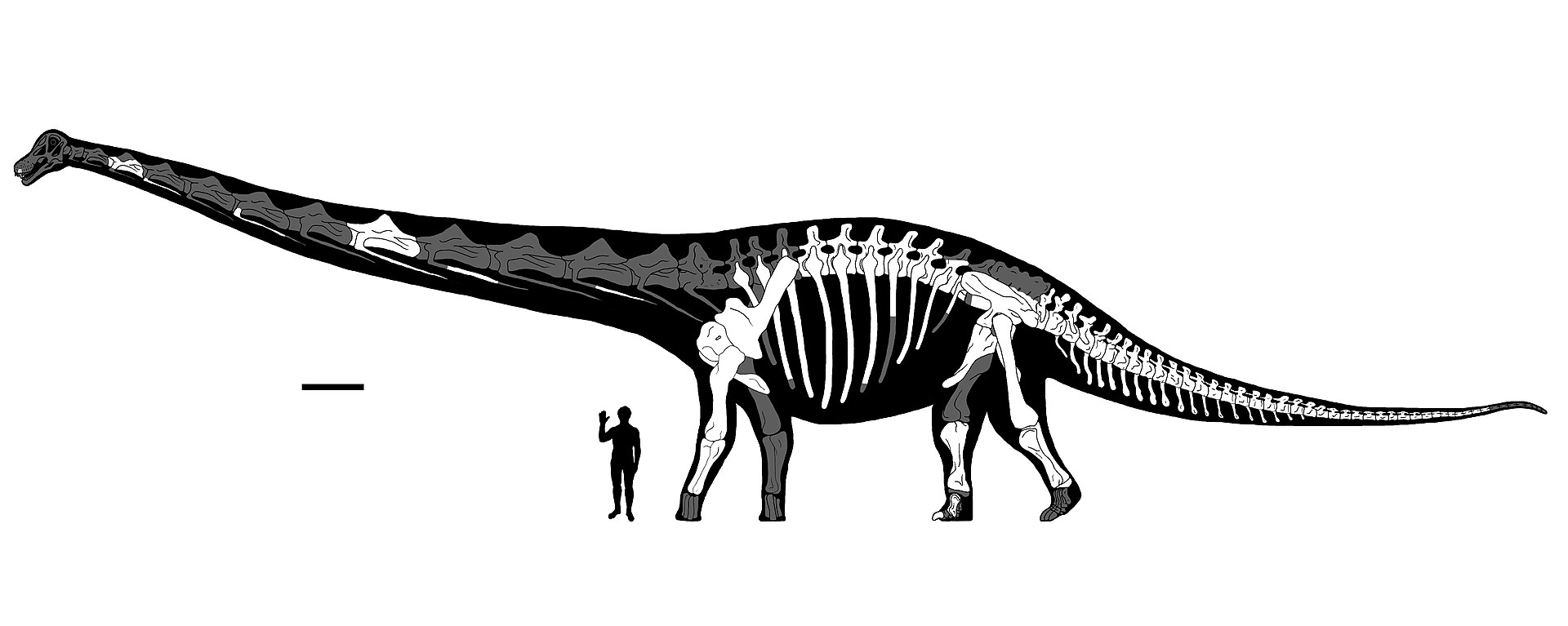 Kosterní diagram obřího titanosaurního sauropoda druhu Dreadnoughtus schrani. Ačkoliv není úplně největším známým dinosaurem, patří k těm skutečně obřím. Svojí hmotností by se vyrovnal přibližně třiceti velkým osobním vozům. Kredit: ArcaneHalveKnot; 