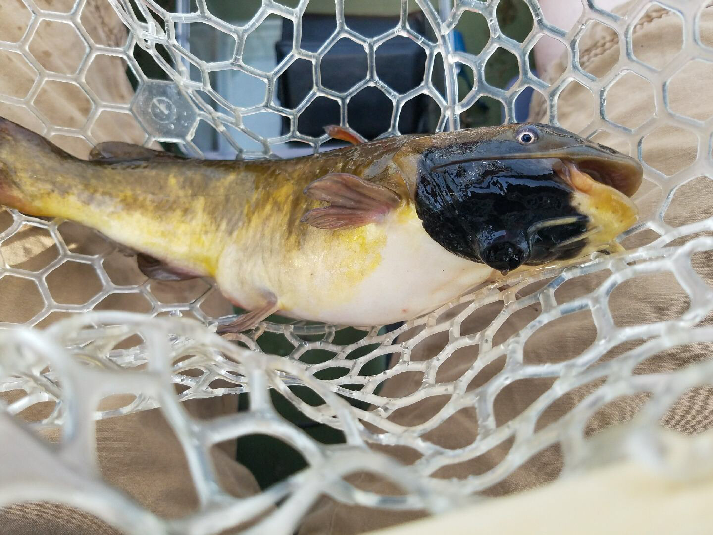 Přenosný melanom sumečků. Kredit: Vermont Fish & Wildlife.