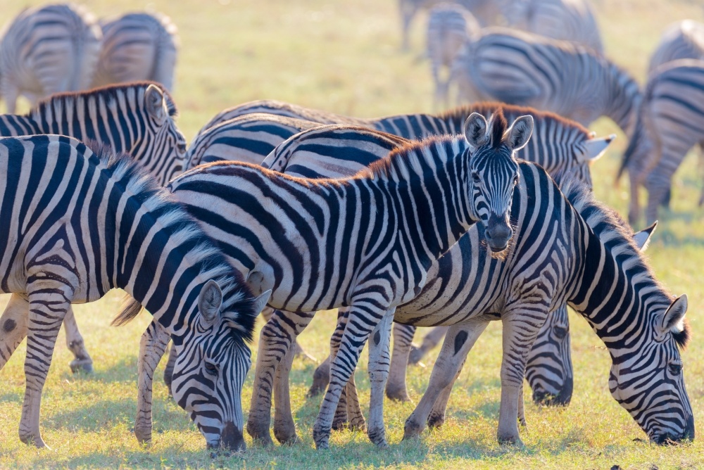 Nárůst koncentrace CO2 v atmosféře ocenily v Krugerově parku nejen rostliny.  (Kredit: Safari v Africe).