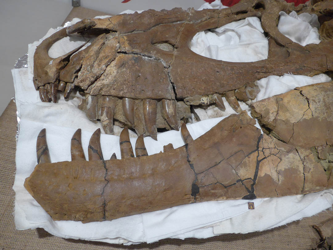 Lebka typového exempláře albertosaurinního tyranosaurida druhu Tromerosaurus solumons, původně považovaná za fosilii náležející rodu Daspletosaurus. Lebka by v kompletním stavu měřila na délku zhruba rovných 90 cm. Tento velký teropod obýval území dn