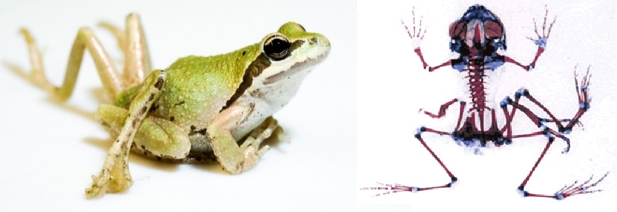 Skokan s deformovanými končetinami a rentgenový snímek jeho kostry. Kredit: DAVE HERASIMTSCHUK, FRESHWATERS ILLUSTRATED http://www.freshwatersillustrated.org/