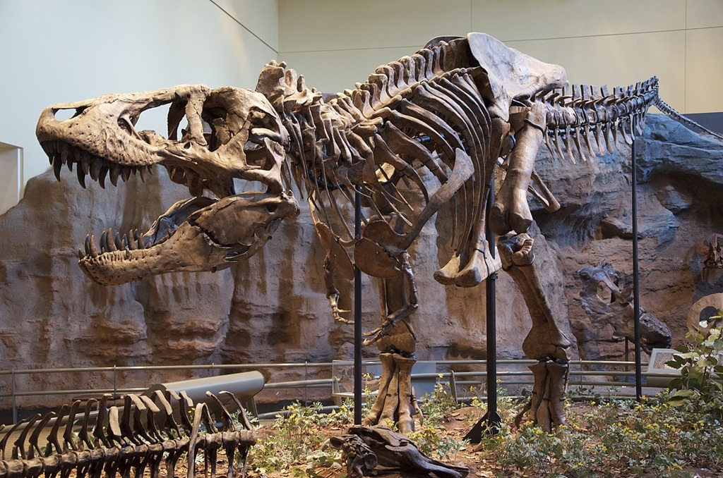 Typový exemplář druhu Tyrannosaurus rex (CM 9380) v expozici Carnegieho přírodovědného muzea v Pittsburghu. Tento dospělý jedinec tyranosaura dosahoval zaživa délky téměř 12 metrů a vážil pravděpodobně přes 7 tun. Kredit: ScottRobertAnselmo; Wikipedi