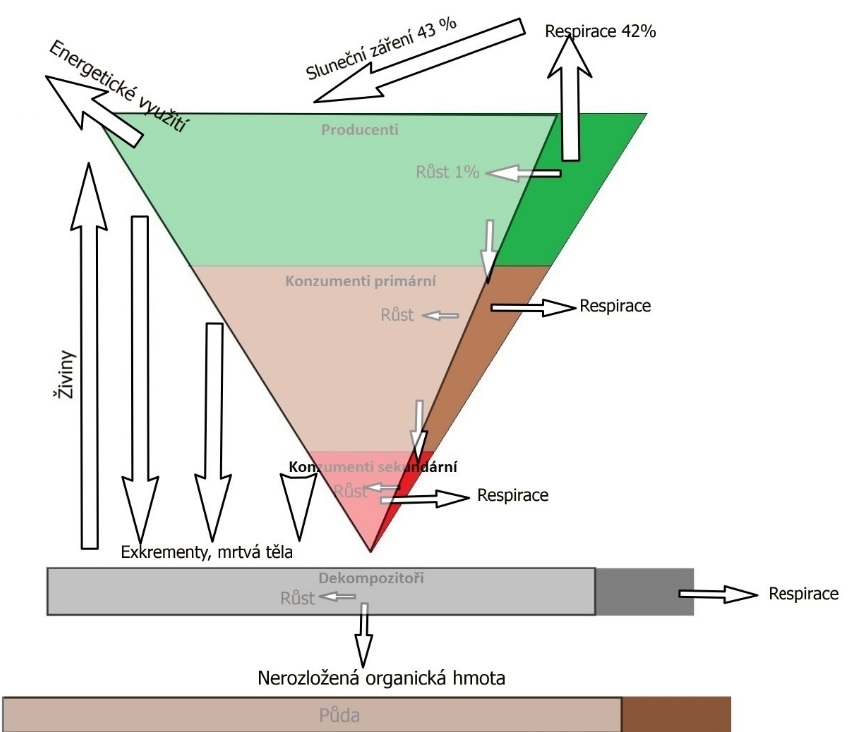 Tok energie v ekosystému ochuzeném odebíráním biomasy pro energetické využití.