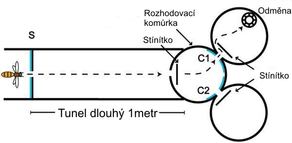 Schema pokusu kterým zjistili, že včely umí počítat. Nejprve včela přilétá a prochází stěnou (S). Spatří tabuli se zkoumaným počtem bodů (označeno modře). Poté následuje tunel z plexiskla dlouhý jeden metr. Ten ústí do rozhodovací komůrky. Dá se do n