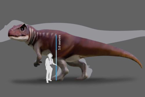 Přibližné vzezření a velikost obřího teropoda, který vytvořil největší objevené stopy v Queenslandu. Při délce kolem 10 metrů a výšce hřbetu 3 metry nebyl o mnoho menší než slavný severoamerický druh Tyrannosaurus rex. Ten žil ale o celých 100 milion