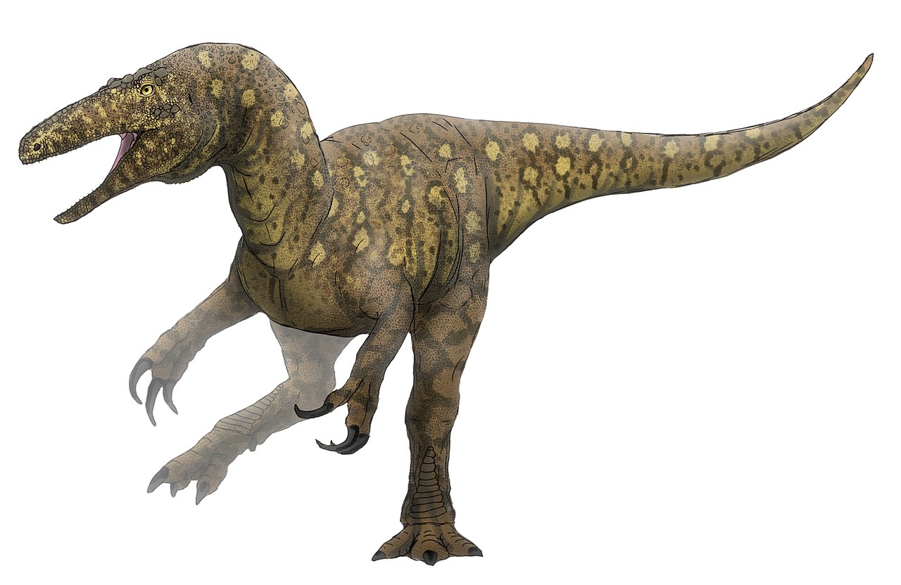 Donedávna byl největším teropodním dinosaurem známým z Austrálie megaraptor druhu Australovenator wintonensis, žijící před zhruba 95 miliony let na území dnešního středo-západního Queenslandu. Oproti obřím teropodům z jiných kontinentů byla ale pouhý