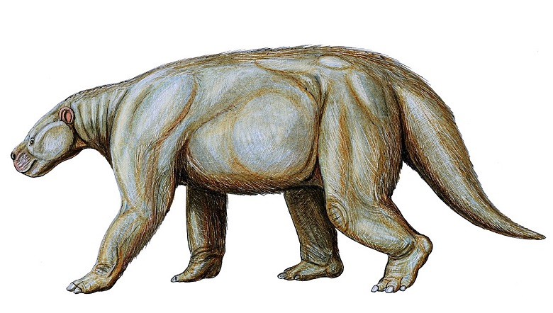 Skutečně velcí savci o hmotnosti nad půl tuny se objevují zhruba až 6 milionů let po události K-Pg. Jedním z nich byl i druh Barylambda faberi, býložravý savec z podřádu Pantodonta, obývající území dnešního Wyomingu a Colorada v USA v období paleocén