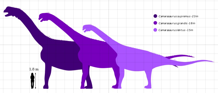 Velikostní porovnání tří v současnosti platných druhů kamarasaura, a to navzájem i s dospělým člověkem. Největší druh C. supremus patřil mezi obří sauropody s odhadovanou hmotností v rozmezí 23 až 47 tun. Další dva druhy již byly výrazně menší, jejic