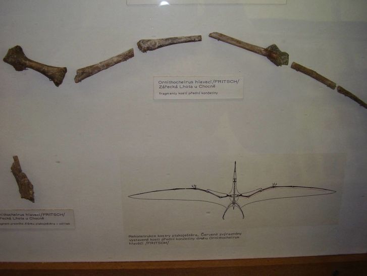 Odlitek původního nálezu kosterních fragmentů přední končetiny jediného dosud známého českého ptakoještěra druhu Cretornis hlavaci (původní expozice Národního muzea v Praze). Tento menší druh azdarchoida zřejmě létal nad hladinou tehdejších mělkých m
