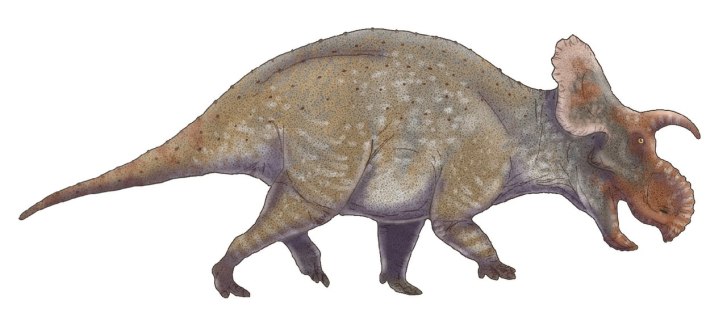 Crittendenceratops krzyzanowskii byl menším druhem centrosaurinního rohatého dinosaura, obývajícího území dnešní Arizony v době před asi 73 miliony let. V dospělosti tento ceratopsid měřil jen 3 až 4 metry na délku a vážil asi tři čtvrtě tuny. Kredit