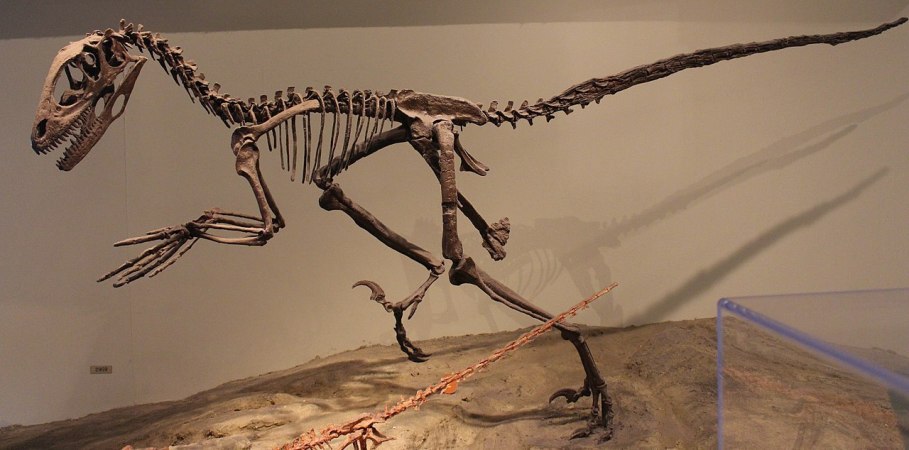 Kostra deinonycha působí kompaktně, ale také velmi lehce. Není náhodou, že právě výrazná podobnost mnoha prvků skeletu křídového dinosaura a dnešních ptáků přiměla Johna H. Ostroma k vážným úvahám na téma blízké příbuznosti dnešních ptáků a neptačích