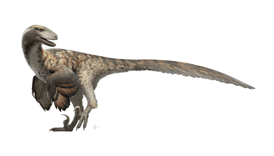 Moderní rekonstrukce vzezření dromeosauridního teropoda druhu Deinonychus antirrhopus. Tento raně křídový dravý dinosaurus stál na počátku tzv. Dinosauří renesance, při níž se v průběhu 70. a 80. let minulého století výrazně proměnil pohled vědecké i