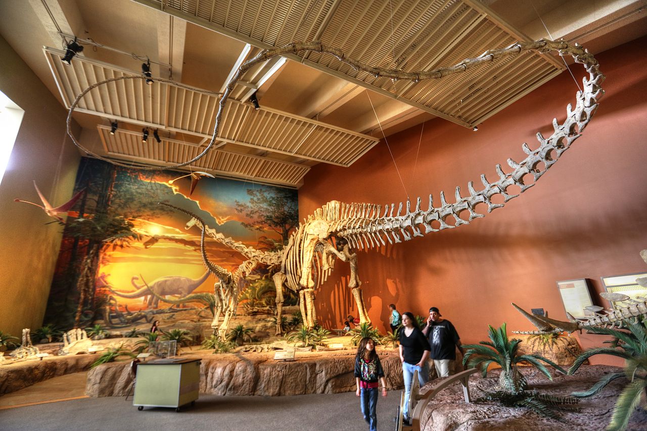 Rekonstruovaná kostra druhu Diplodocus hallorum, dříve známého jako Seismosaurus hallorum. Ačkoliv postavení nejdelšího známého dinosaura už dávno ztratil, i tak je tento sauropod se svými více než 30 metry délky nanejvýš impozantním tvorem. Kredit: 