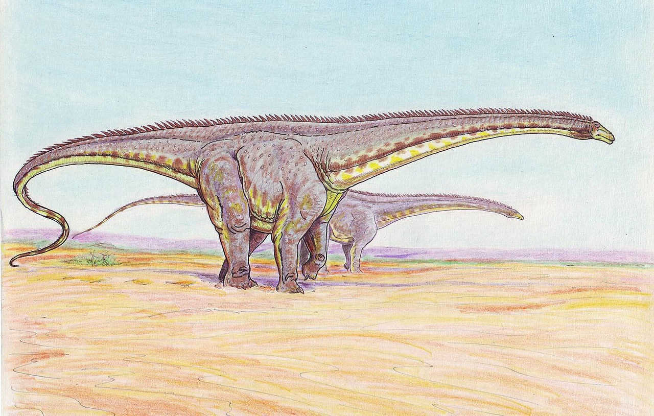 Poněkud robustní varianta možného vzezření druhu Diplodocus hallorum. Ve skutečnosti byl tento diplodokid relativně štíhlým dinosaurem, který i při délce osmi osobních automobilů v řadě nevážil víc než čtyři dospělí sloni. Typickým znakem byla nízká 