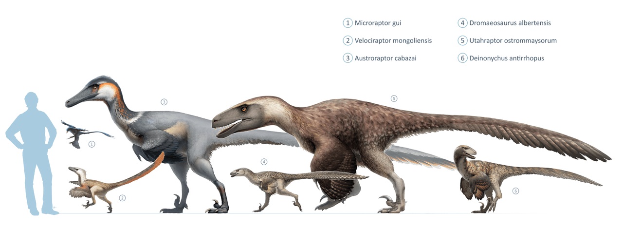Pokud lze věřit závěrům nové studie, pak právě Microraptor zhaoianus je nejmenším známým druhohorním neptačím dinosaurem (na ilustraci pod číslem 1). I při velikosti dnešní vrány by však byl stále gigantem ve srovnání s nejmenším známým teropodním di