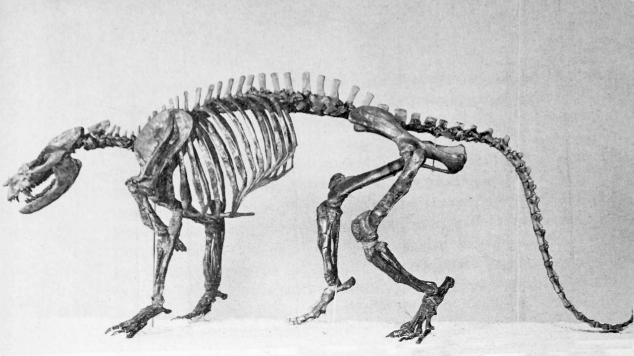 Rekonstruovaná kostra pravěkého savce druhu Ectoconus ditrigonus z vyhynulého řádu Condylarthra. Tento asi 50 kilogramů vážící savec žil již v době před 65,3 milionu let, tedy pouhých 700 tisíciletí po dopadu planetky Chicxulub do oblasti dnešního Me