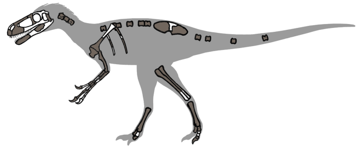 Zobrazené dochované části kostry druhu Eotyrannus lengi. Holotyp s označením MIWG 1997.550 byl zachovaný zhruba ze 40 % a představoval subadultní exemplář o celkové délce asi 4 metry. Tento evropský raně křídový tyranosauroid předcházel slavný druh T