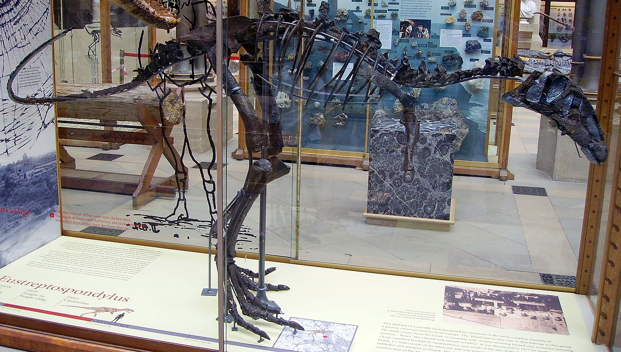 Rekonstruovaná kostra holotypu eustreptospondyla (OUM J13558) v expozici Oxfordského univerzitního přírodovědeckého muzea. Tento exemplář byl subadultním (nedospělým) jedincem, dosahujícím délky kolem 4,6 metru a živé hmotnosti jen asi 220 kilogramů.