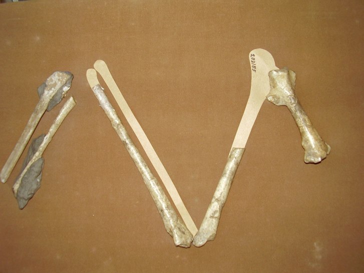 Původní nesprávná rekonstrukce kostí přední končetiny kretornise v expozici Orlického muzea v Chocni. Frič se domníval, že fosilie patřily křídovému praptákovi a porovnával je s kostmi předních končetin labutí. Teprve v roce 1887 prokázali britští pa