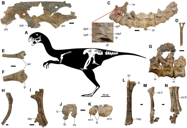 Kosterní diagram a dochované fosilní části kostry letos popsaného oviraptoridního teropoda druhu Gobiraptor minutus. Tento malý opeřený oviraptorosaur žil v období pozdní křídy (asi před 70 miliony let) na území dnešního Mongolska. Patří k záplavě no