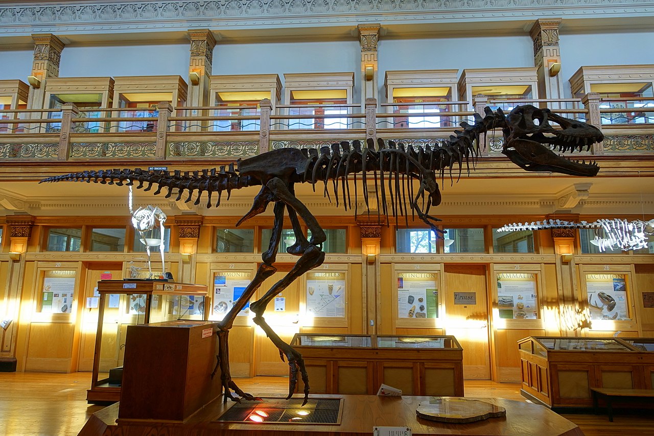 Štíhlá stavba těla umožnila tyranosauridovi druhu Gorgosaurus libratus nejen efektivní chůzi, ale nejspíš i celkově vysokou rychlost běhu. Pro nedospělého subadultního jedince tohoto druhu (vážícího 520 kg) byla v roce 2016 Molinou-Pérezem a Larramen