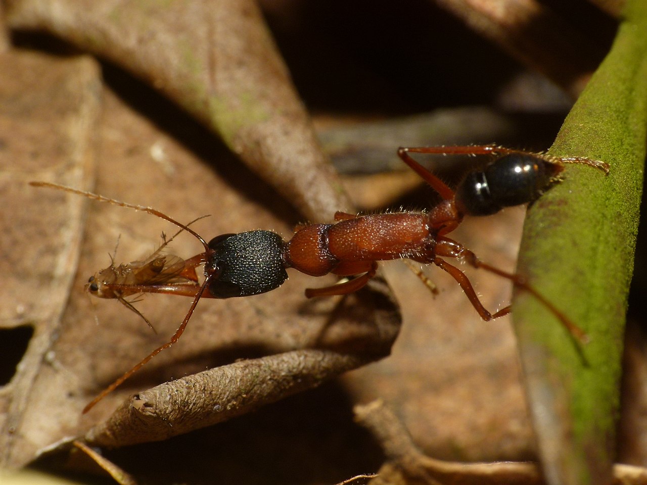 Harpegnathos saltator, Iindický skákající mravenec (někdy nazývaný Jerdonův mravenec). Druh mravence honosícího se obzvlášť dlouhými čelistmi a schopností vyskočit i deset centimetrů vysoko. Nejen, že tito mravenci bravurně skáčou, podle potřeby si t