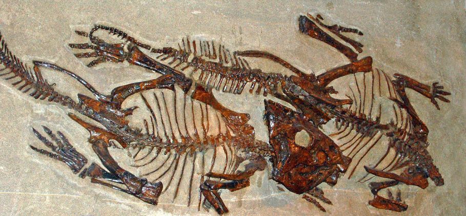 Dva fosilní exempláře leptoceratopse v expozici Kanadského muzea přírody (Canadian Museum of Nature) v Ottawě. Podle některých paleontologů mohli být tito primitivní rohatí dinosauři adaptováni na obojživelný způsob života, pro toto tvrzení ale zatím