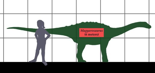 Magyarosaurus byl na současné poměry relativně velkým zvířetem, vážícím víc než dospělý kůň. Ve světě sauropodních dinosaurů byla ale pouhým trpaslíkem, dosahujícím pouze asi jedné setiny hmotnosti svých největších příbuzných. Byl také asi šestkrát „
