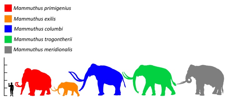 Mamut srstnatý (červená silueta) byl v rozporu s obecným názorem relativně malým druhem mamuta a chobotnatce obecně. Dospělí samci pravděpodobně nebyli větší než samci dnešních slonů afrických. Největší exempláře snad mohly dorůstat do hmotnosti 8000