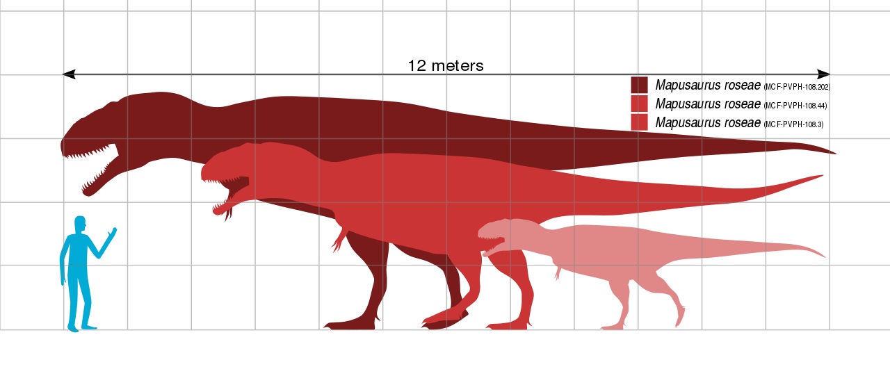 Velikost několika známých zástupců druhu Mapusaurus roseae v porovnání s člověkem. Velcí jedinci tohoto smečkového lovce mohli dosahovat délky přes 12 metrů a jejich lebka byla dlouhá přes 1,5 metru. Tito teropodi byli současníky obřího sauropoda arg
