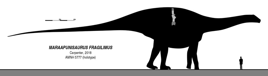 Gigantický příbuzný chorvatského histriosaura, bazální diplodokoid (nebo přímo rebachisaurid) Maraapunisaurus fragillimus z amerického Colorada. Při délce přes 30 metrů a hmotnosti přes 50 tun by překonával svého balkánského bratránka zhruba trojnáso