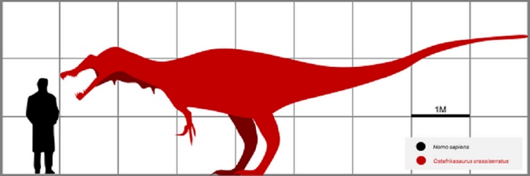 Stanovit celkové tělesné rozměry dinosaura na základě jediného dochovaného fosilního zubu je velmi obtížné, pomůže však srovnání s příbuznými a lépe zachovanými druhy. Na základě odvození rozměrů od známějšího druhu Baryonyx walkeri byla délka ostafr