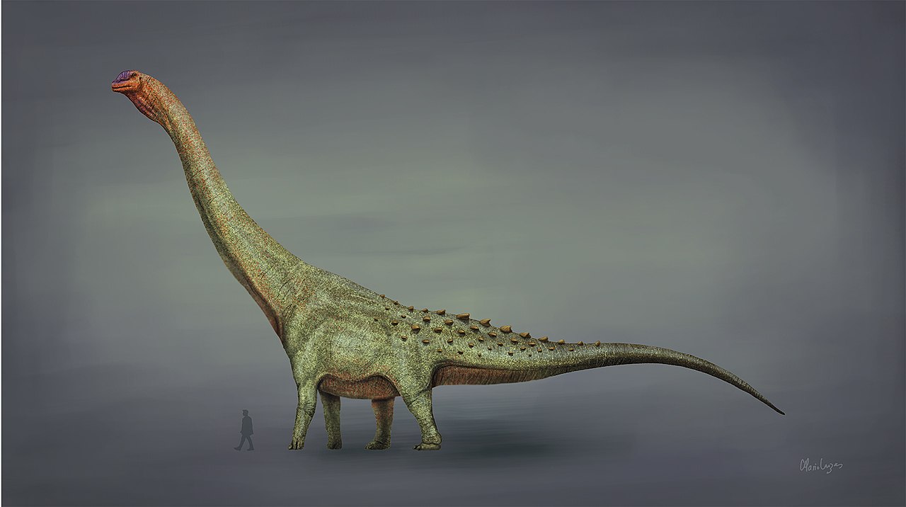 Patagotitan mayorum byl nepochybně obřím sauropodem, podle Gregoryho Paula ale na argentinosaura nestačil. Představuje nicméně největšího sauropodního dinosaura, známého podle relativně kompletních kosterních exemplářů. Hmotnost tohoto titanosaura či