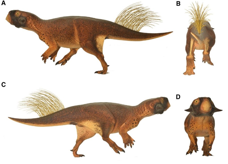 Rekonstrukce pravděpodobného vzezření a přibližného zbarvení malého rohatého dinosaura rodu Psittacosaurus. Vědecká studie z roku 2016 doložila, že tento malý východoasijský býložravec byl před dravými teropody pravděpodobně chráněn maskovacím zbarve