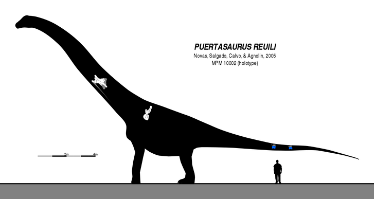 Rekonstrukce přibližného tvaru těla a velikosti puertasaura, vytvořená na základě velmi skromných fosilních pozůstatků. I ty nejkonzervativnější odhady délky tohoto sauropoda se pohybují blízko hodnotě 30 metrů a je prakticky jisté, že vážil přinejme