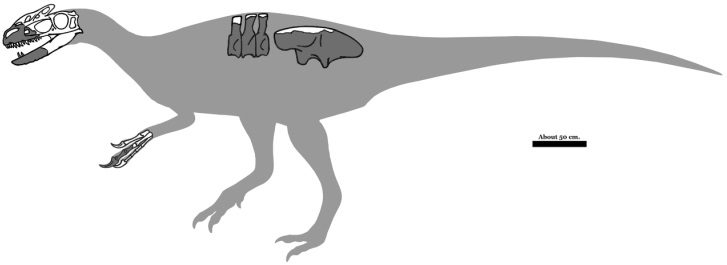 Ilustrace zobrazující dochované kosterní elementy druhu S. kazuoensis (zejména jde o přední část lebky, dorzální obratle, distální část přední končetiny a fragment kyčelní kosti). Pro lepší pochopení anatomie, systematiky a paleoekologie tohoto zajím