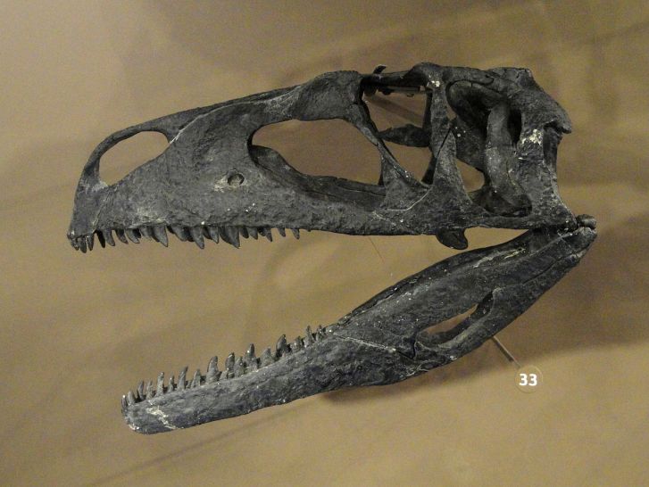 Rekonstrukce lebky druhu Tanycolagreus topwilsoni, většího příbuzného druhu C. fragilis. Společně tvoří tyto dva druhy čeleď Coeluridae, která podle některých paleontologů spadá do nadčeledi Tyrannosauroidea. Kredit: Daderot, Wikipedie (CC0)