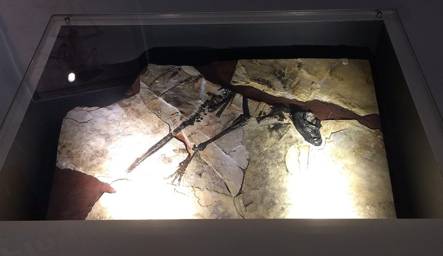 Vystavená kostra tianyulonga, představující jeho holotyp (katalogové označení STMN 26-3). Právě na základě této fosilie subadultního exempláře byl tianyulong v roce 2009 formálně popsán čtveřicí čínských paleontologů. Kredit: BleachedRice; Wikipedie 