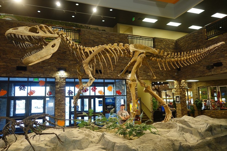 Kostra druhu Torvosaurus tanneri, rekonstruovaná v expozici instituce Museum of Ancient Life(„Muzeum starobylého života“) ve městě Lehi na severu státu Utah. Samotná lebka těchto megalosauridů byla dlouhá až 1,4 metru. Kredit: Etemenanki3; Wikipedie 